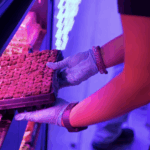 Community college supports hydroponic farm growth